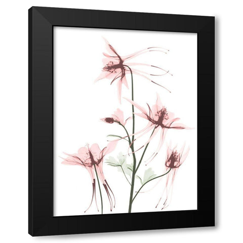 Blush Columbine 1 Black Modern Wood Framed Art Print with Double Matting by Koetsier, Albert