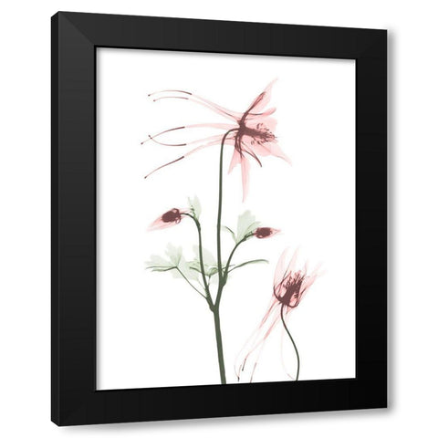 Blush Columbine 2 Black Modern Wood Framed Art Print by Koetsier, Albert