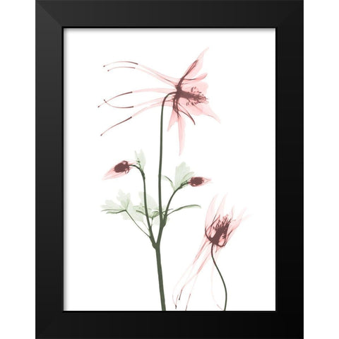 Blush Columbine 2 Black Modern Wood Framed Art Print by Koetsier, Albert