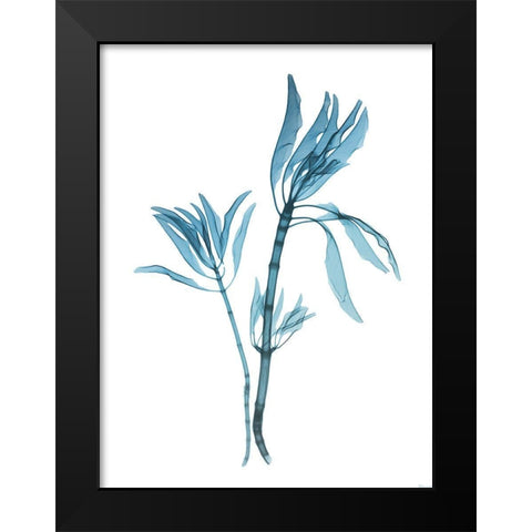 Blue Leucadendron Black Modern Wood Framed Art Print by Koetsier, Albert