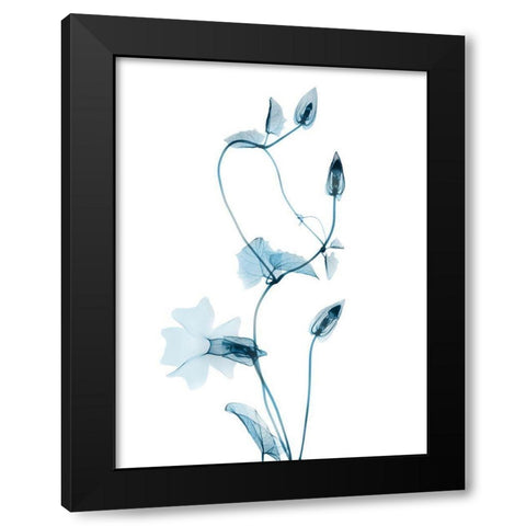 Blue Disticta Black Modern Wood Framed Art Print with Double Matting by Koetsier, Albert