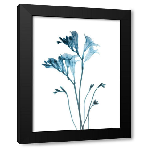 Blue Freesia Black Modern Wood Framed Art Print by Koetsier, Albert