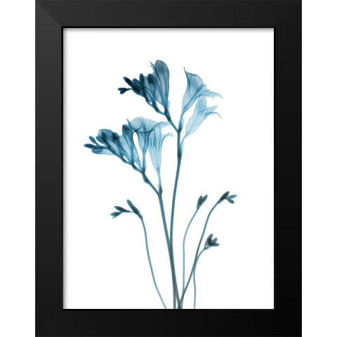 Blue Freesia Black Modern Wood Framed Art Print by Koetsier, Albert