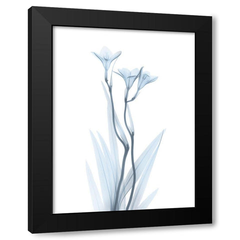 Light Freesia Black Modern Wood Framed Art Print by Koetsier, Albert