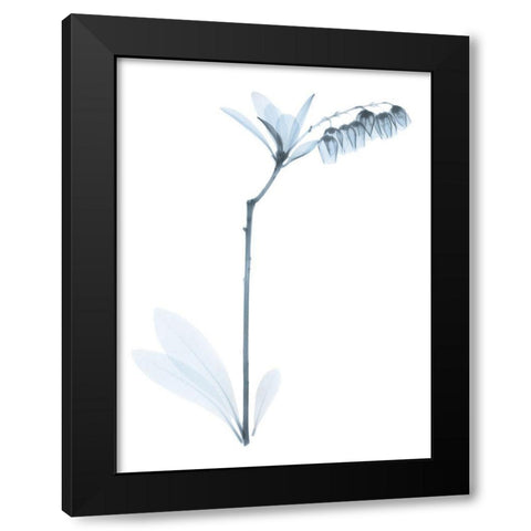 Light Lily Of The Vally Bush Black Modern Wood Framed Art Print with Double Matting by Koetsier, Albert