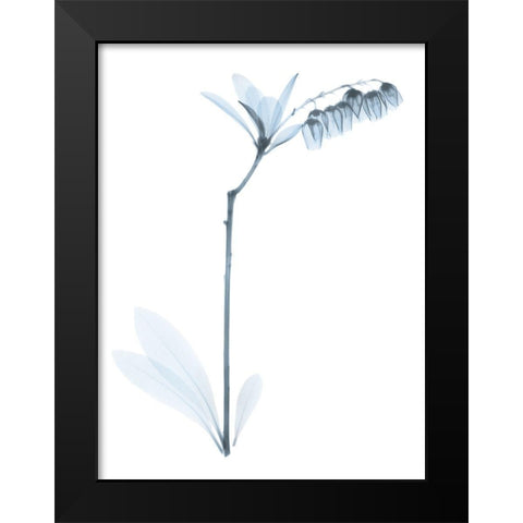 Light Lily Of The Vally Bush Black Modern Wood Framed Art Print by Koetsier, Albert