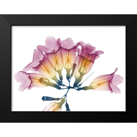 Summer Garlic Vine Black Modern Wood Framed Art Print by Koetsier, Albert