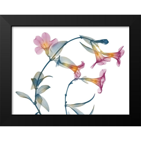 Summer Brazilian Jasmine Black Modern Wood Framed Art Print by Koetsier, Albert