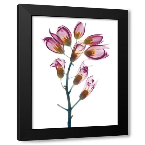 Summer Foxglove Black Modern Wood Framed Art Print by Koetsier, Albert