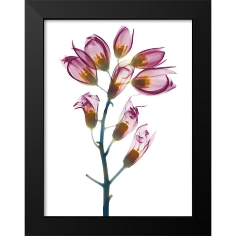 Summer Foxglove Black Modern Wood Framed Art Print by Koetsier, Albert