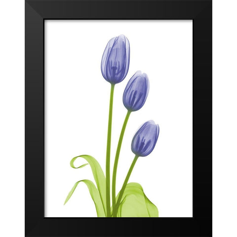 Blue Iris Tulip L78 Black Modern Wood Framed Art Print by Koetsier, Albert