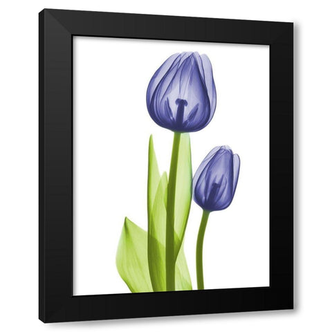 Blue Iris Coupled Friends Black Modern Wood Framed Art Print with Double Matting by Koetsier, Albert