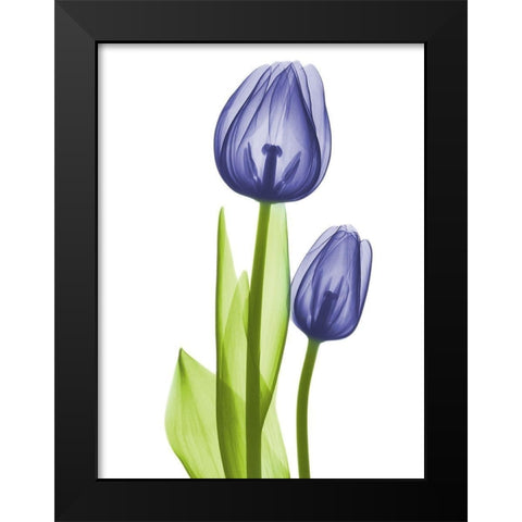 Blue Iris Coupled Friends Black Modern Wood Framed Art Print by Koetsier, Albert