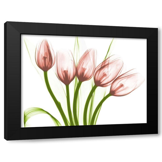 Coral Marching Tulips Black Modern Wood Framed Art Print by Koetsier, Albert