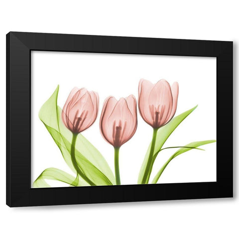 Coral Grouped Tulips Black Modern Wood Framed Art Print by Koetsier, Albert