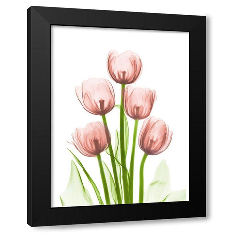 Coral Tulip Tower H27 Black Modern Wood Framed Art Print by Koetsier, Albert