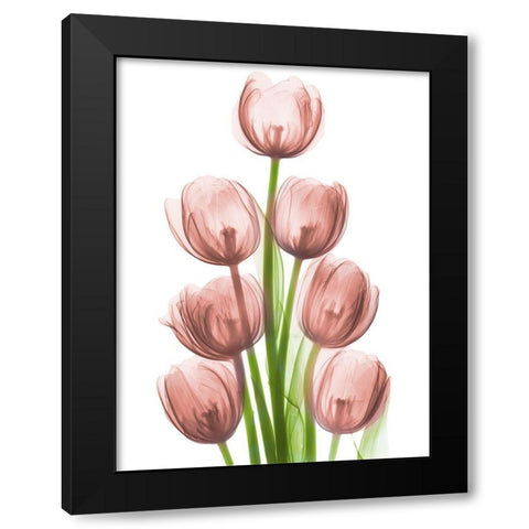 Coral Tulip Tower H26 Black Modern Wood Framed Art Print by Koetsier, Albert