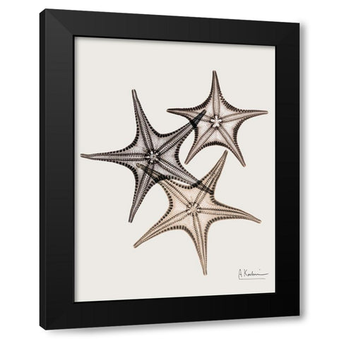 _Sand Starfish Black Modern Wood Framed Art Print with Double Matting by Koetsier, Albert