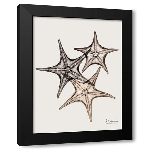 _Sand Starfish Black Modern Wood Framed Art Print by Koetsier, Albert