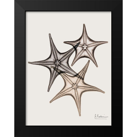 _Sand Starfish Black Modern Wood Framed Art Print by Koetsier, Albert