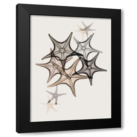 Sand Starfish 2 Black Modern Wood Framed Art Print with Double Matting by Koetsier, Albert