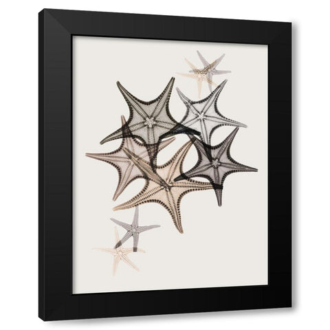 Sand Starfish 2 Black Modern Wood Framed Art Print by Koetsier, Albert