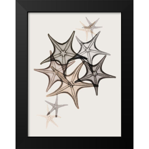 Sand Starfish 2 Black Modern Wood Framed Art Print by Koetsier, Albert