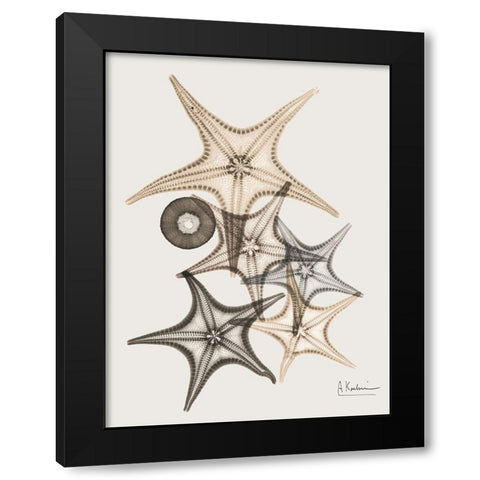 Sand Starfish 3 Black Modern Wood Framed Art Print with Double Matting by Koetsier, Albert