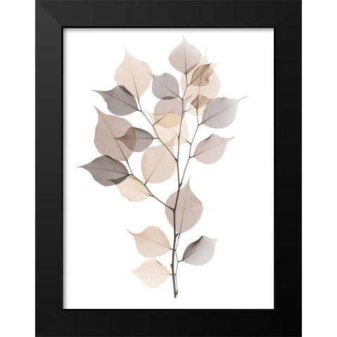 Sandy Myrtle Tree  Black Modern Wood Framed Art Print by Koetsier, Albert