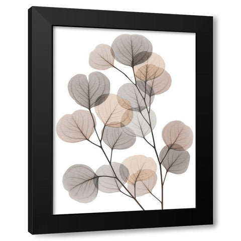 Earthy Eucalyptus Bunch Black Modern Wood Framed Art Print with Double Matting by Koetsier, Albert