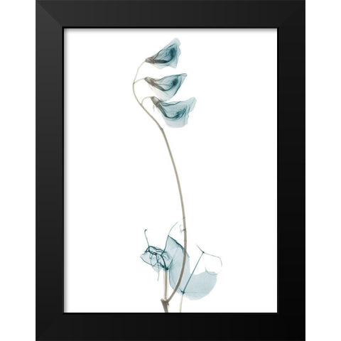 Mediterranean Pea H48 Black Modern Wood Framed Art Print by Koetsier, Albert