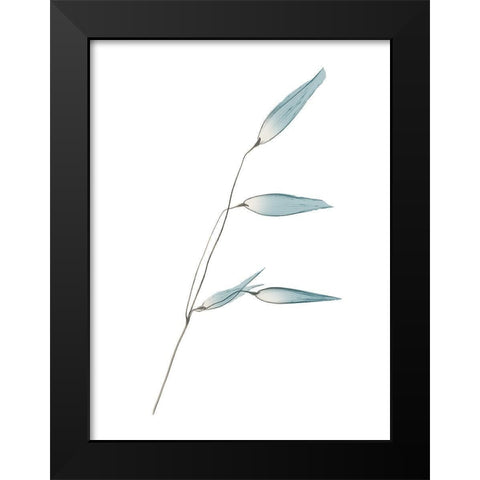 Mediterranean Wheat Black Modern Wood Framed Art Print by Koetsier, Albert