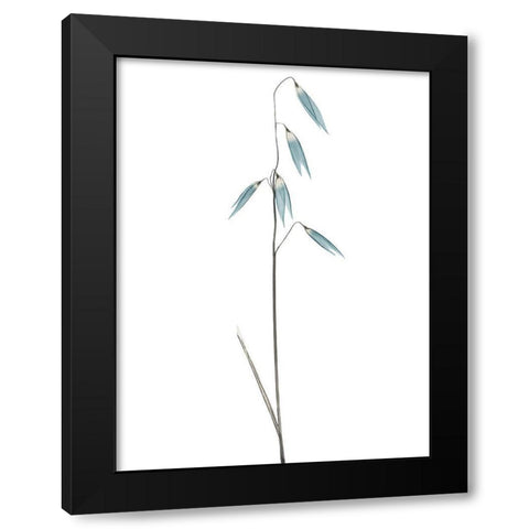 Mediterranean Wheat 2 Black Modern Wood Framed Art Print by Koetsier, Albert