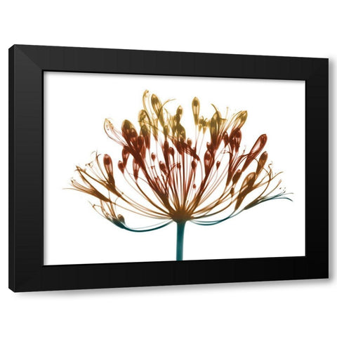 Urban Lily Black Modern Wood Framed Art Print with Double Matting by Koetsier, Albert