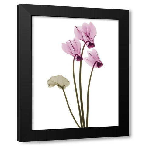 Delightful Cyclamen H11 Black Modern Wood Framed Art Print with Double Matting by Koetsier, Albert