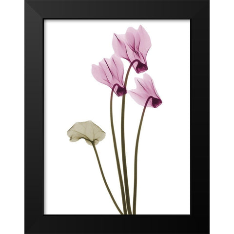 Delightful Cyclamen H11 Black Modern Wood Framed Art Print by Koetsier, Albert