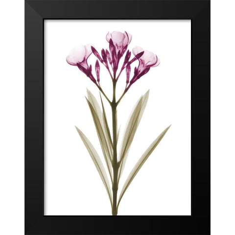 Delightful Oleander A57 Black Modern Wood Framed Art Print by Koetsier, Albert