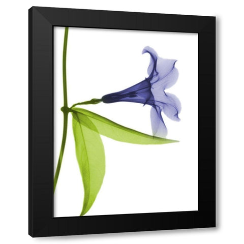 Rowdy Hanging Tulip Black Modern Wood Framed Art Print with Double Matting by Koetsier, Albert