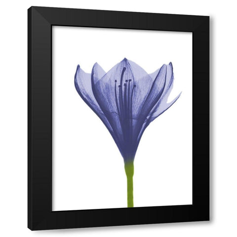 Rowdy Blooming Nature Black Modern Wood Framed Art Print by Koetsier, Albert