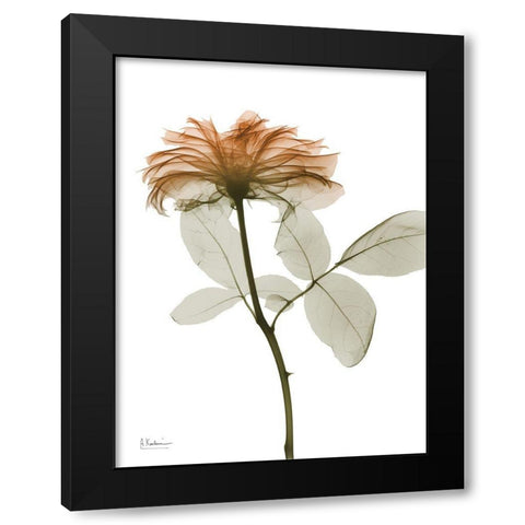 Urban Rose 2 Black Modern Wood Framed Art Print with Double Matting by Koetsier, Albert