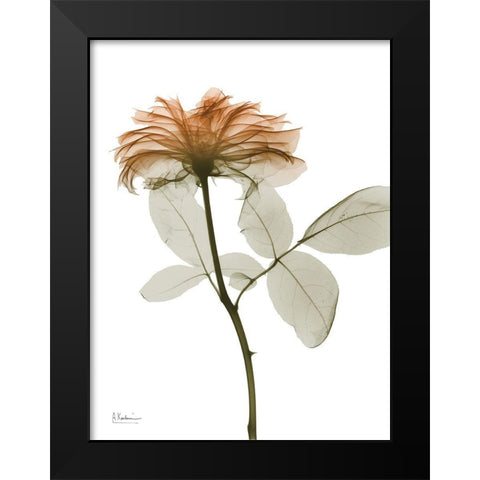 Urban Rose 2 Black Modern Wood Framed Art Print by Koetsier, Albert