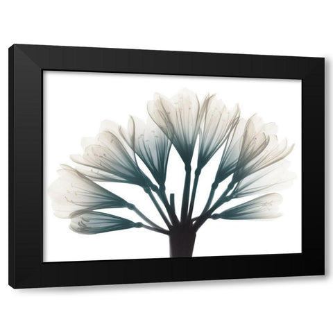 Lily Of The Jungle Black Modern Wood Framed Art Print with Double Matting by Koetsier, Albert