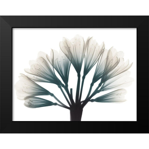 Lily Of The Jungle Black Modern Wood Framed Art Print by Koetsier, Albert