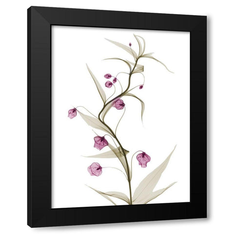 Spring Lily L141 Black Modern Wood Framed Art Print with Double Matting by Koetsier, Albert