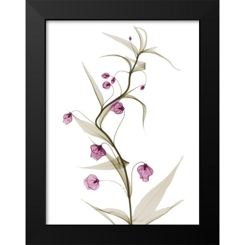 Spring Lily L141 Black Modern Wood Framed Art Print by Koetsier, Albert