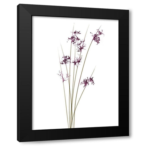 Spring Reachers Black Modern Wood Framed Art Print by Koetsier, Albert