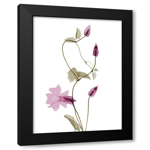 Spring Disticta L132 Black Modern Wood Framed Art Print by Koetsier, Albert