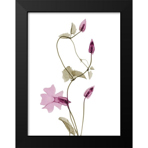 Spring Disticta L132 Black Modern Wood Framed Art Print by Koetsier, Albert