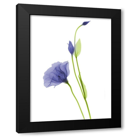 Rowdy Gentian B07 Black Modern Wood Framed Art Print with Double Matting by Koetsier, Albert