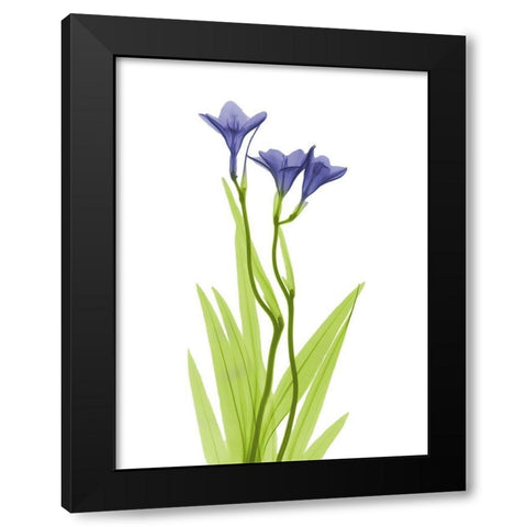 Rowdy Freesia L220 Black Modern Wood Framed Art Print with Double Matting by Koetsier, Albert